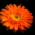 Colorful of Gerbera