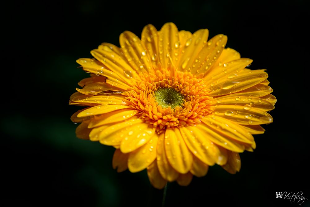 Colorful of Gerbera