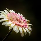 Colorful of Gerbera