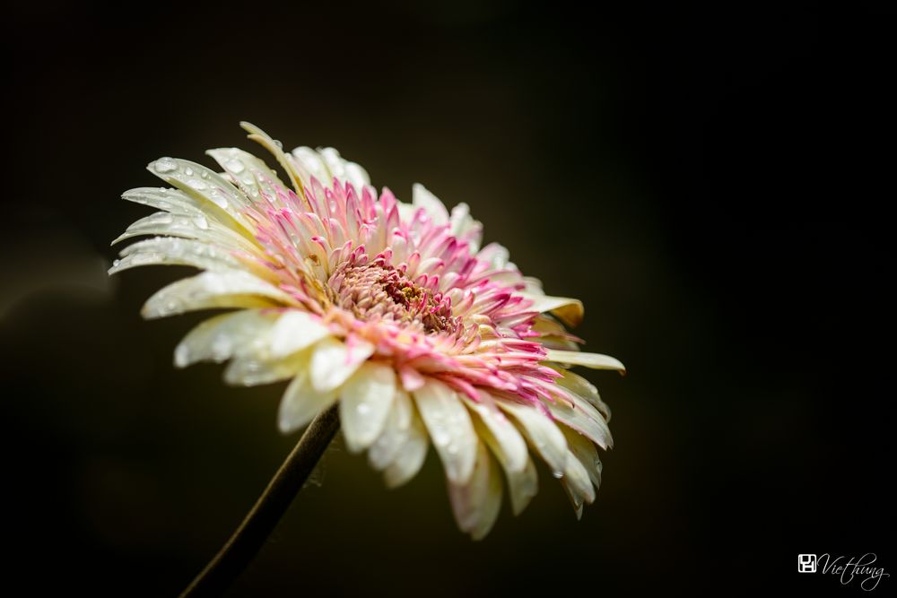 Colorful of Gerbera