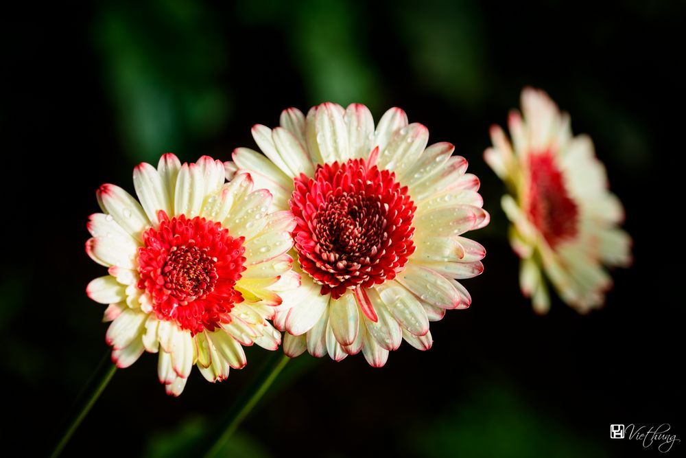 Colorful of Gerbera