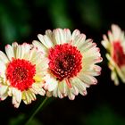 Colorful of Gerbera