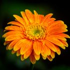 Colorful of Gerbera