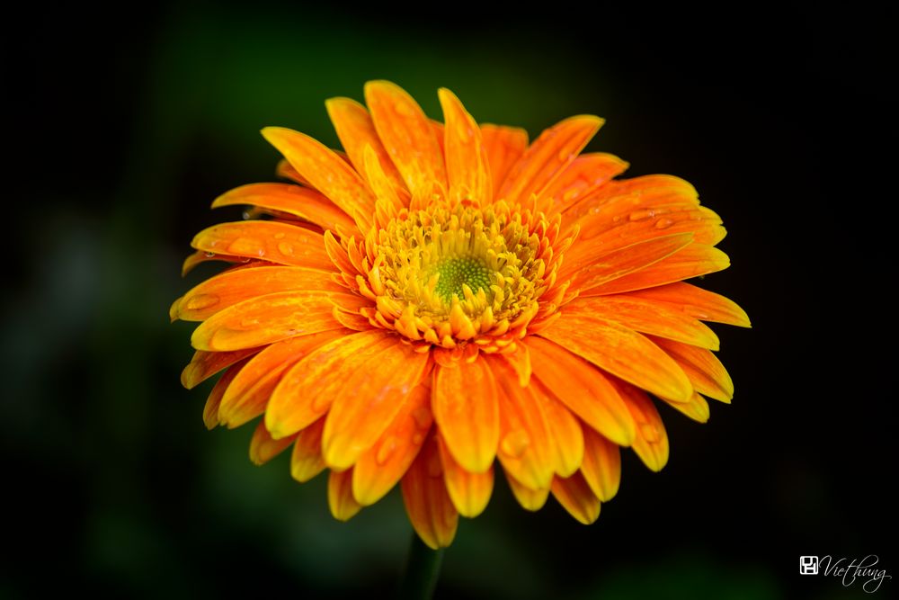 Colorful of Gerbera