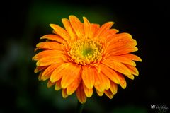 Colorful of Gerbera