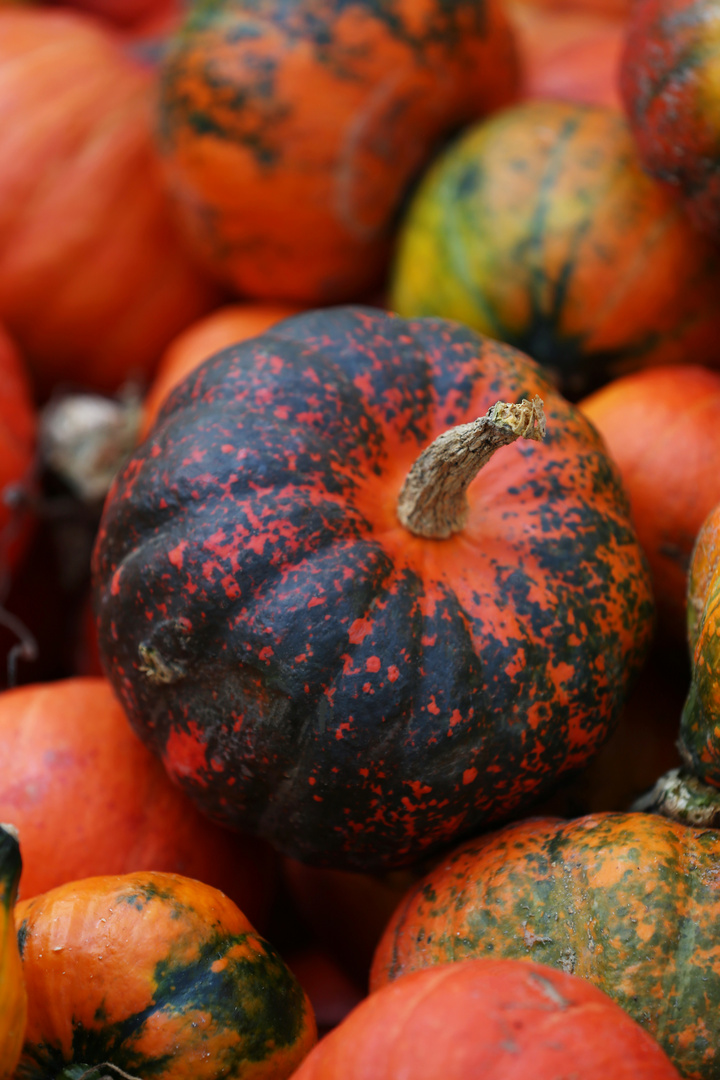 Colorful Pumpkins