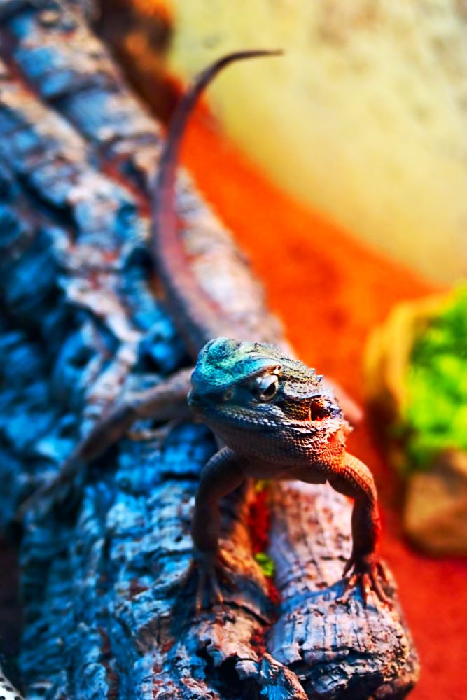 colorful reptile