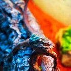 colorful reptile