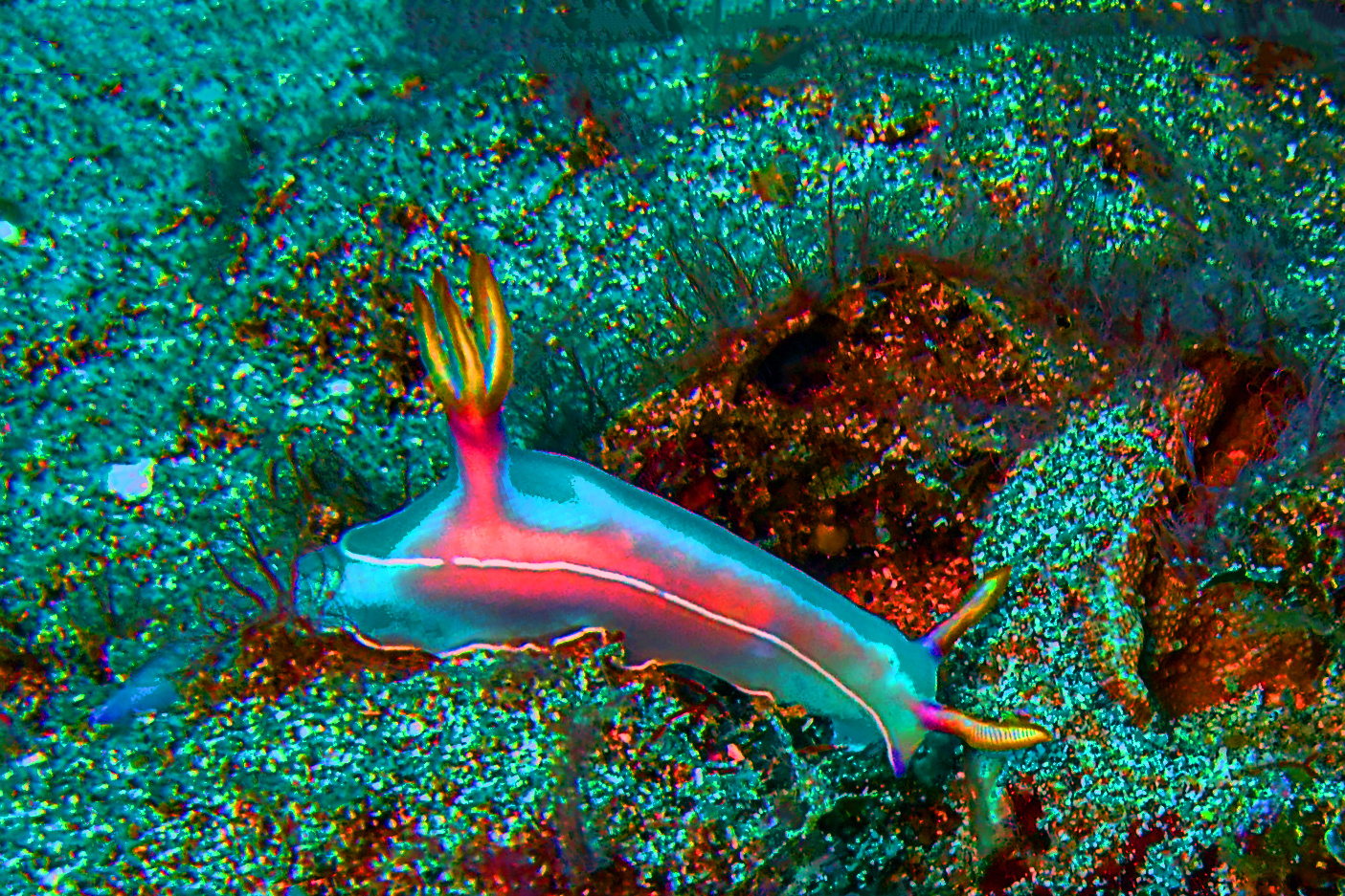 Colorful snug seen under water