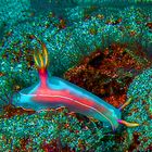 Colorful snug seen under water