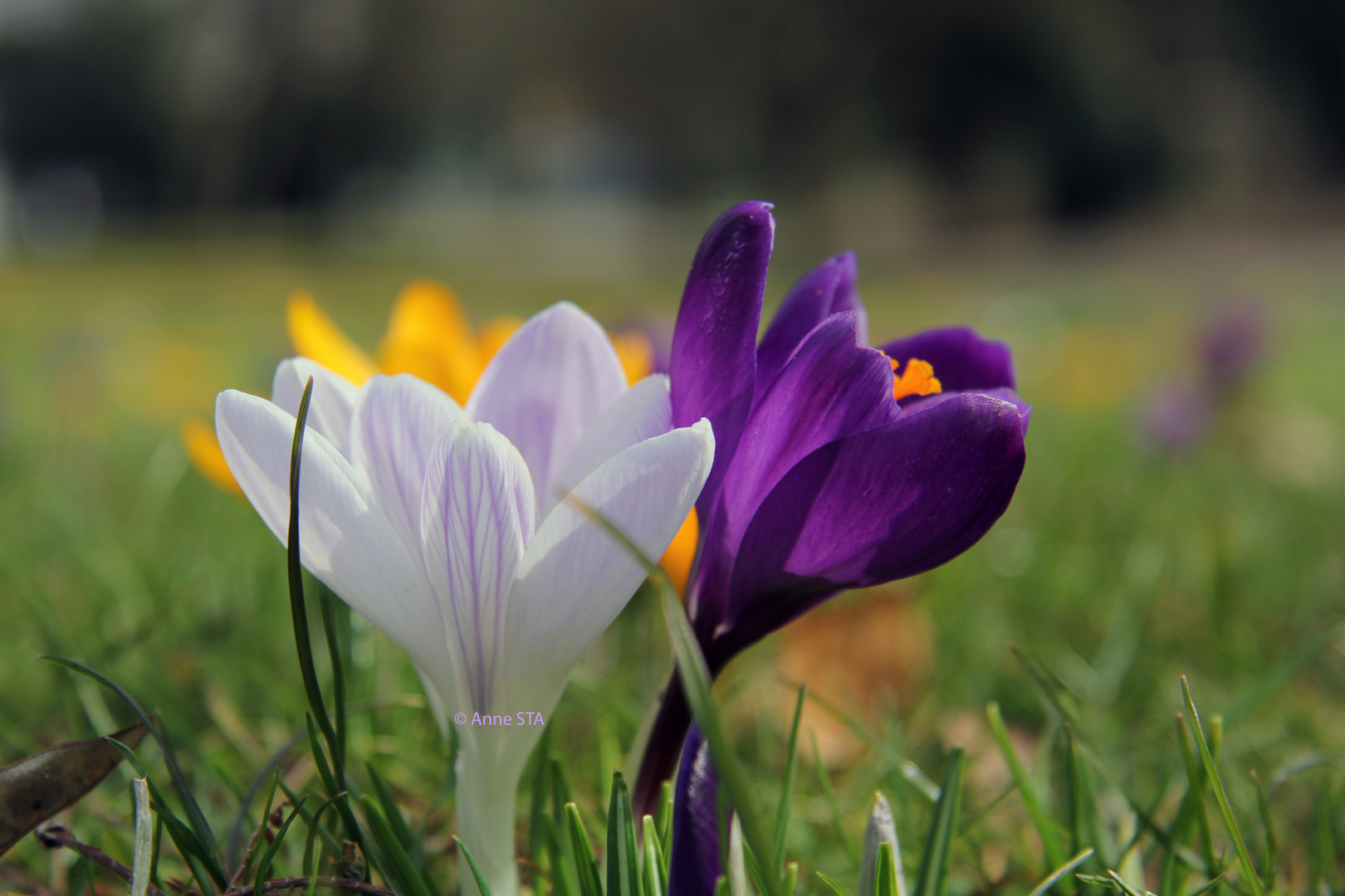 colorful spring ~ © Anne STA