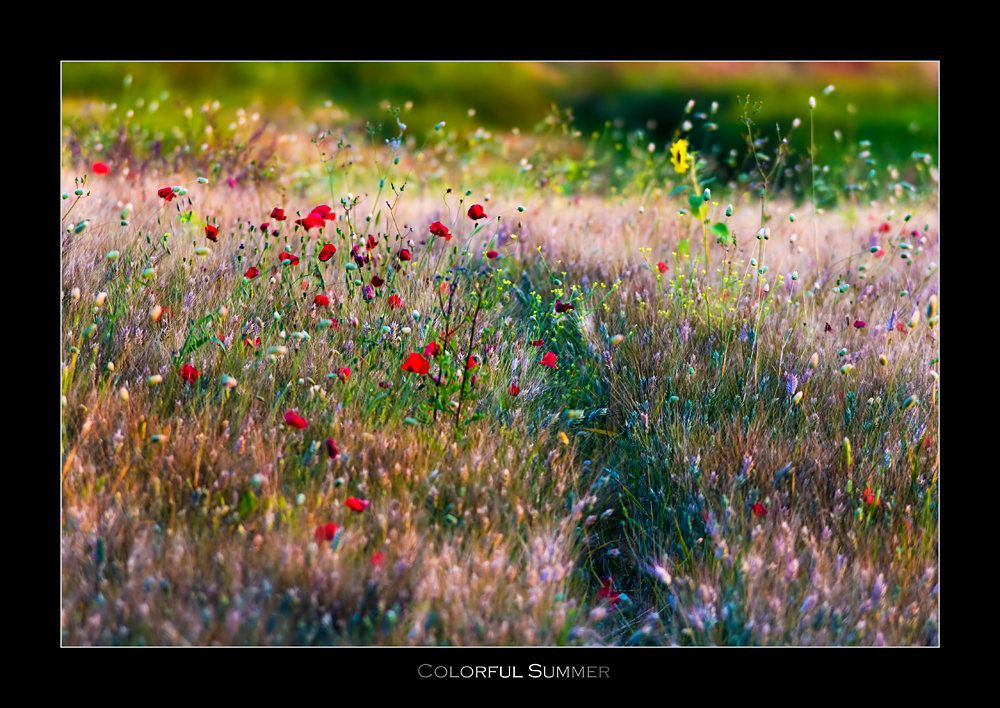 Colorful Summer