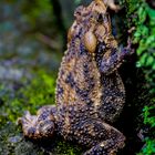 Colorful toad