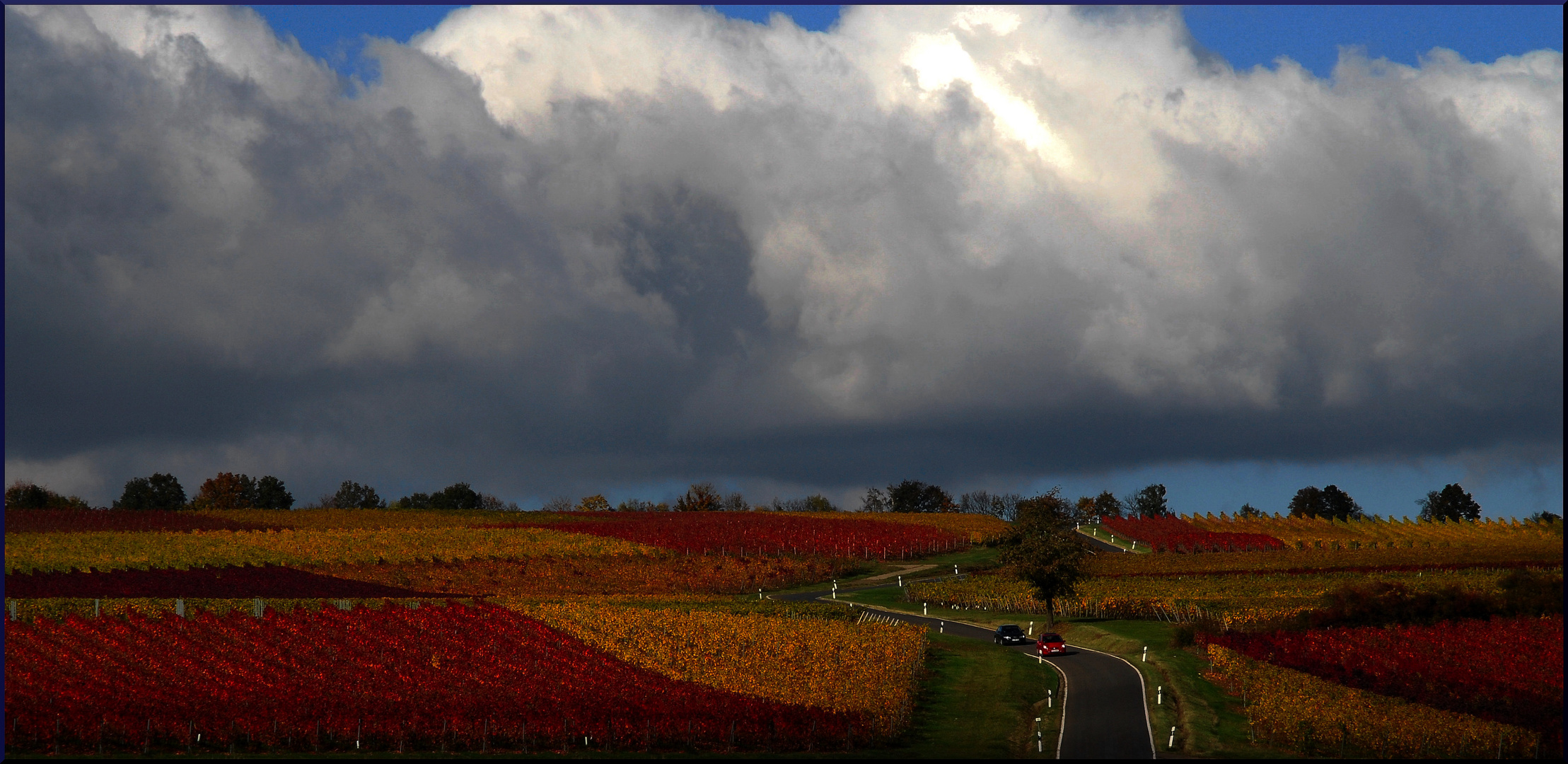 Colorful vineyards