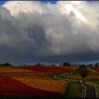 Colorful vineyards