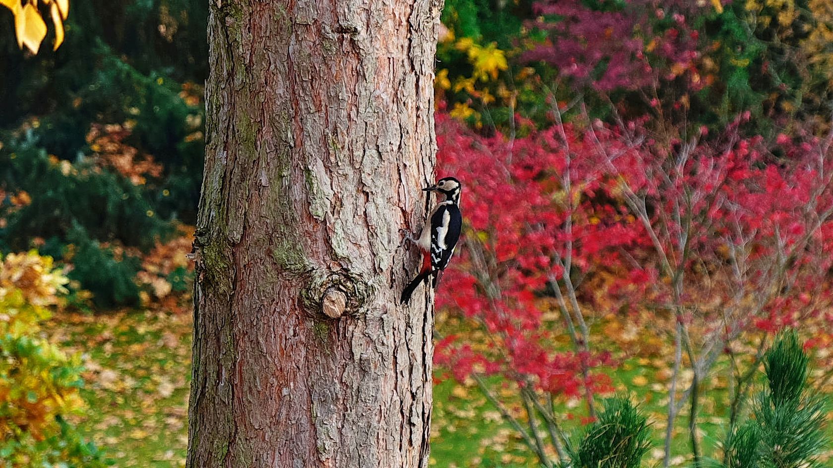 colorful woodpecker