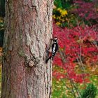 colorful woodpecker