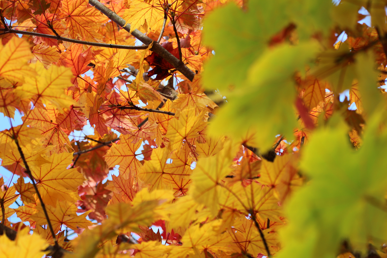 Colorfull Autumn