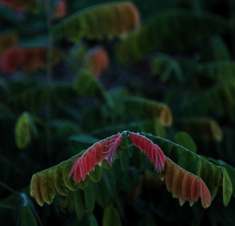 Colorfull Leaves