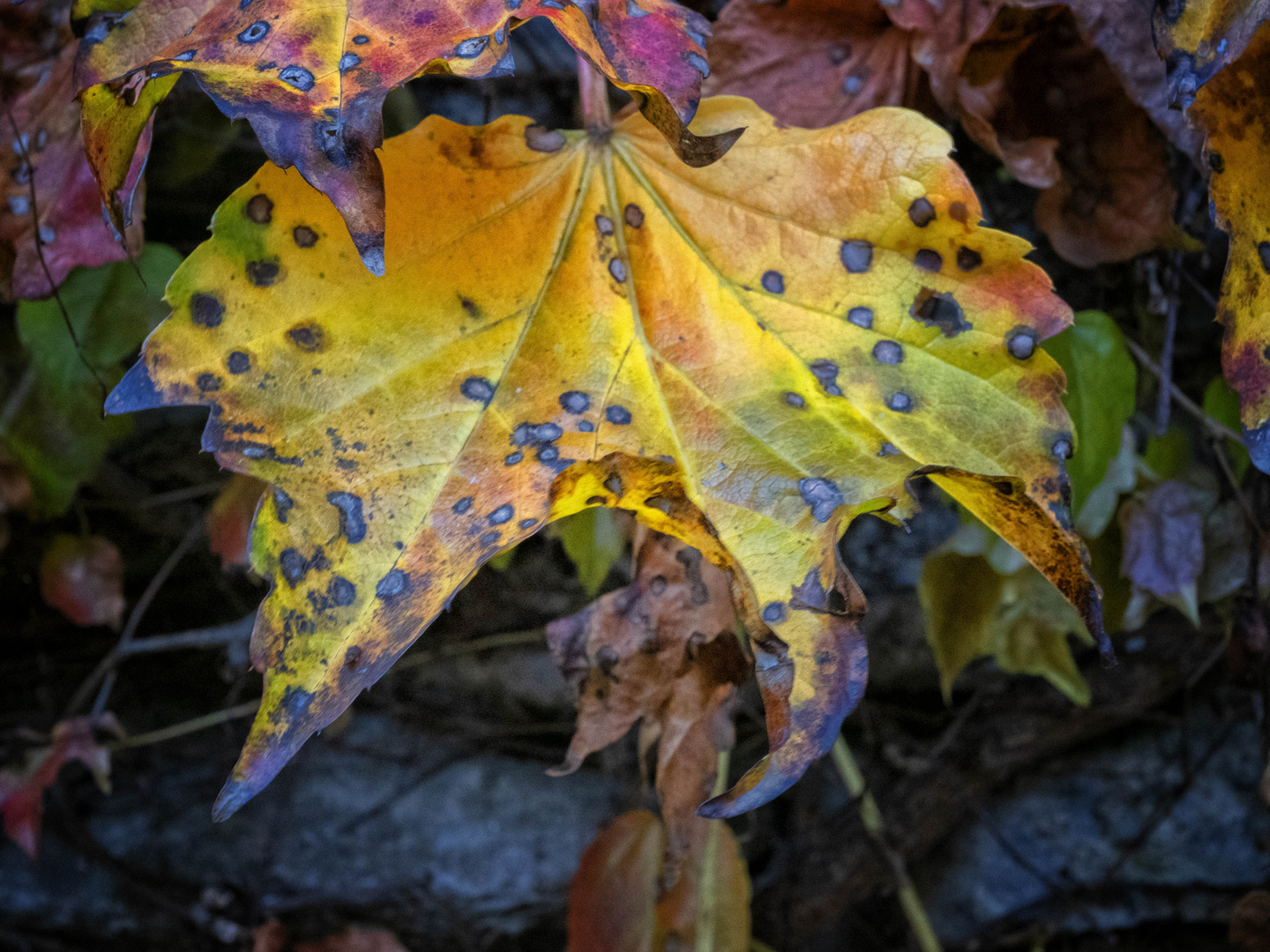 Colori autunnali