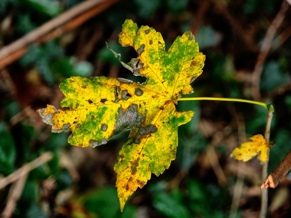 Colori autunnali