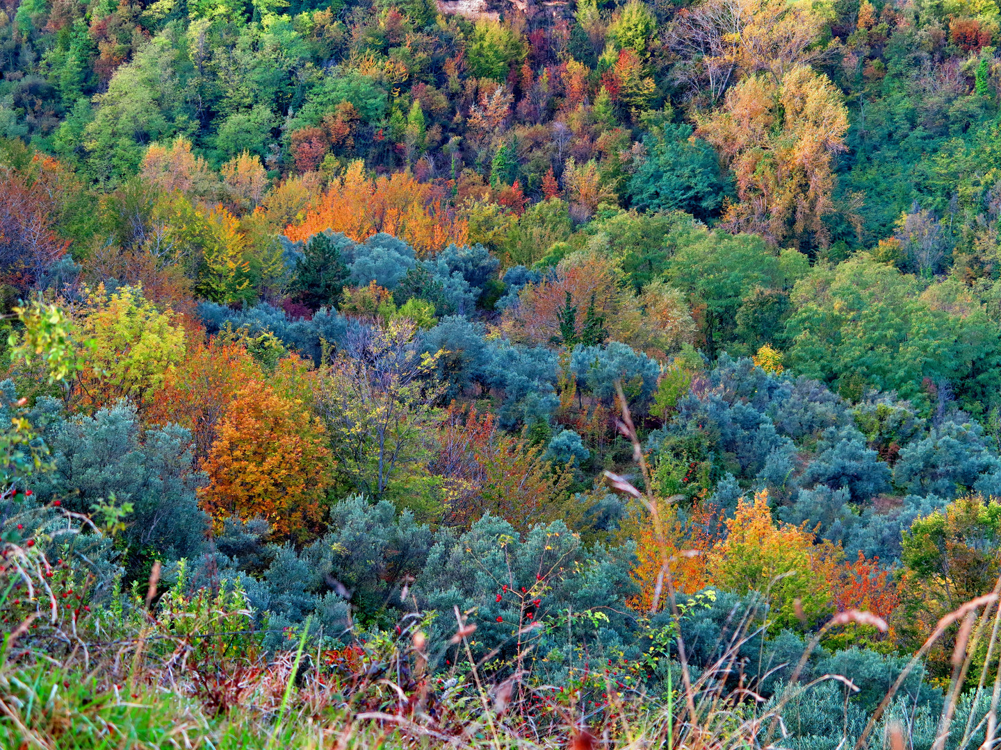 Colori Autunnali