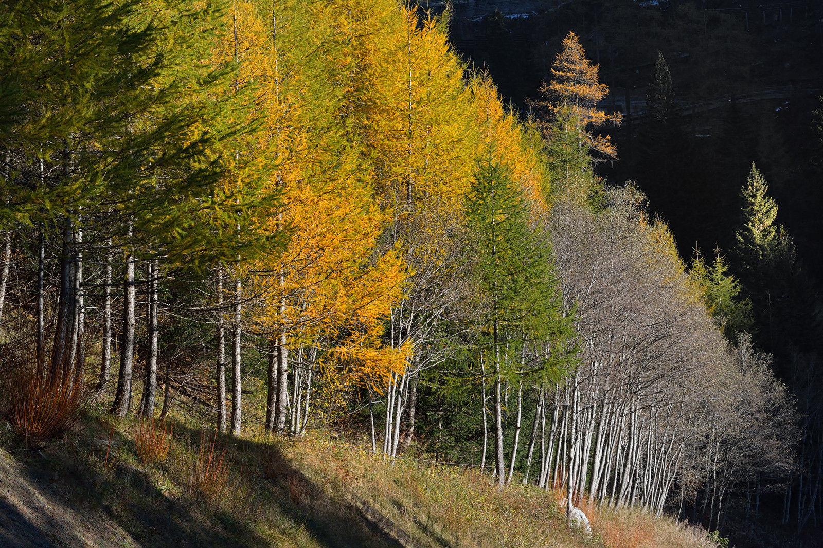 Colori Autunnali