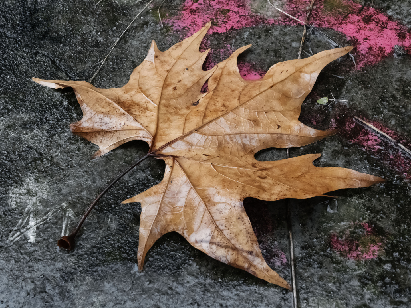 Colori autunnali