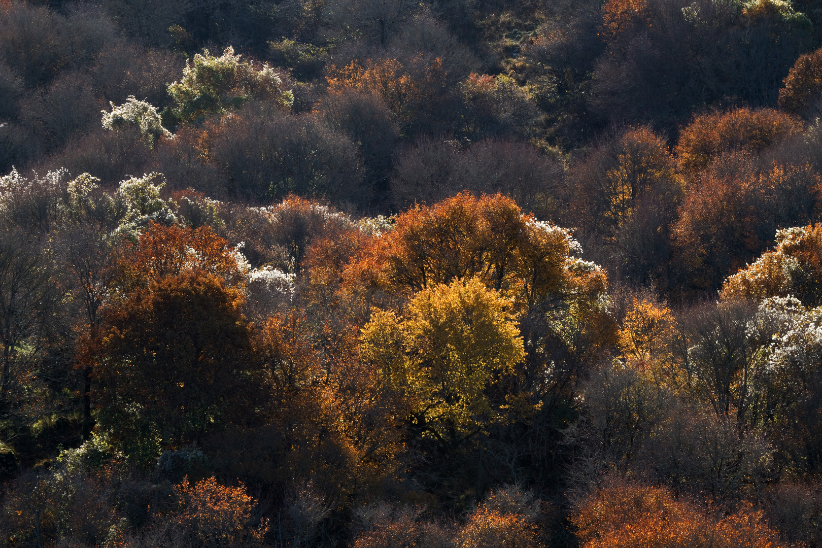 colori autunnali