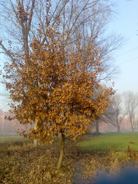 Colori autunnali in inverno