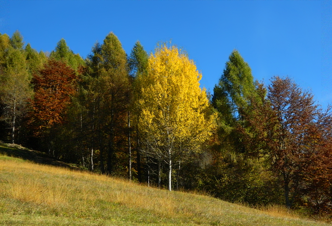 Colori d' autunno