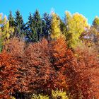 Colori d' autunno