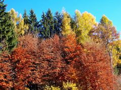 Colori d' autunno