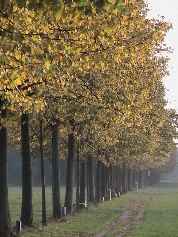 Colori d' Autunno di emilio criscuoli 