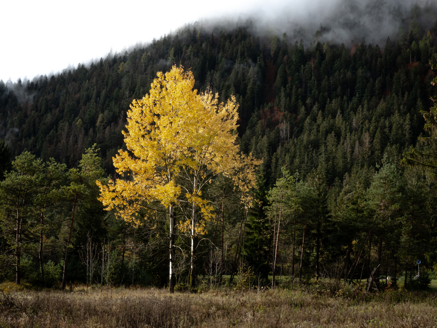 Colori d'autunno 01