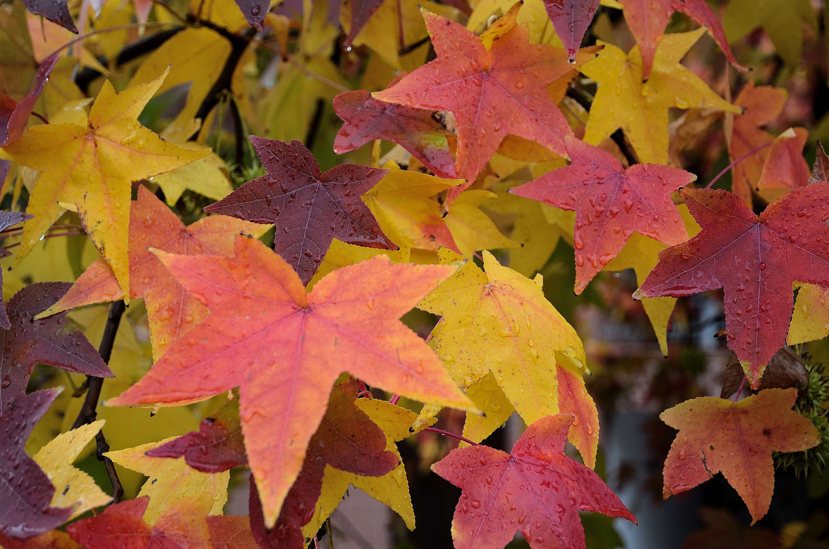 colori d'autunno