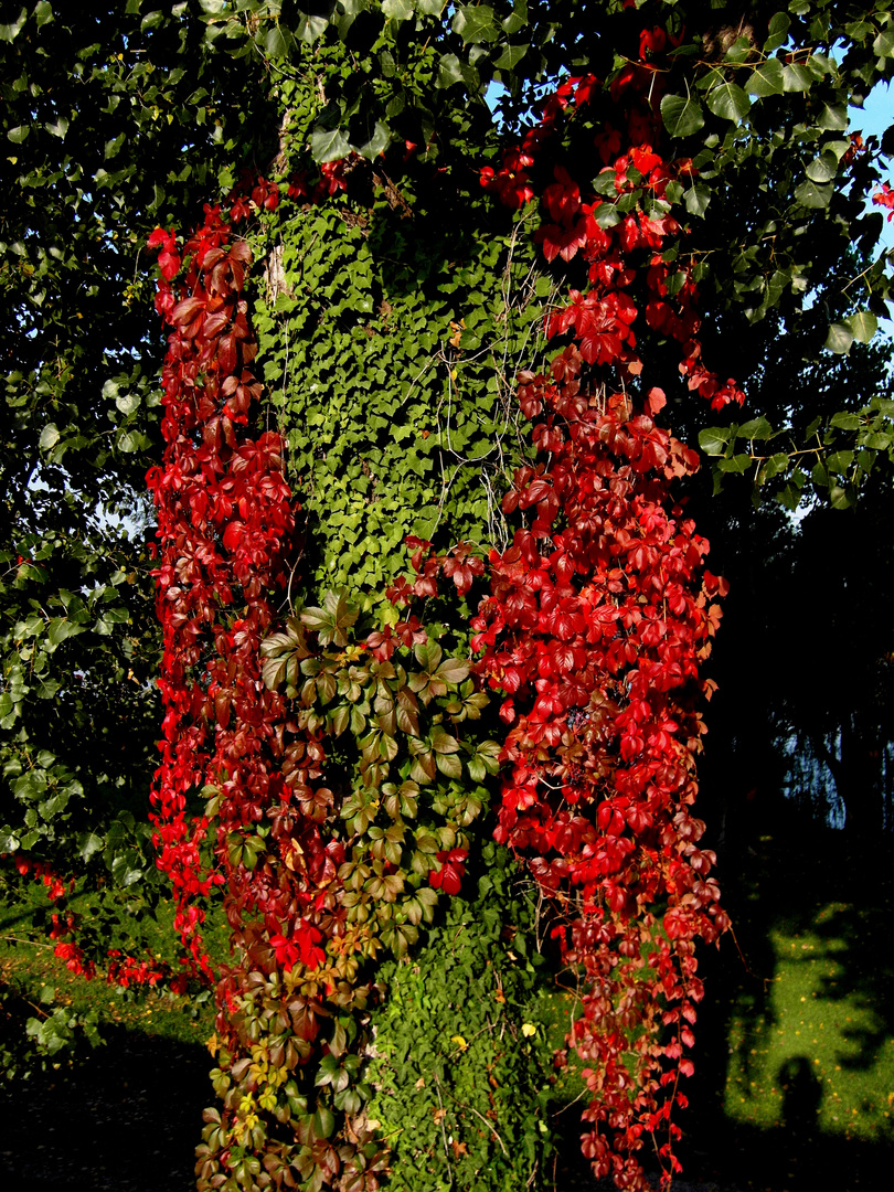 colori d'autunno