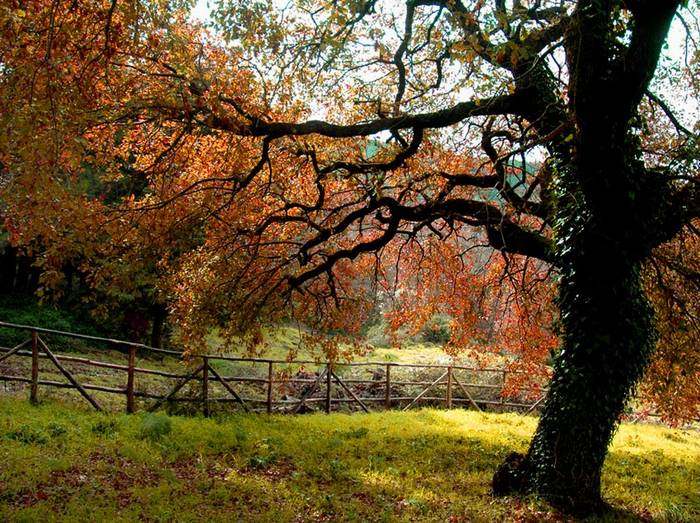 Colori d'autunno