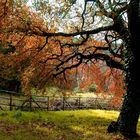 Colori d'autunno