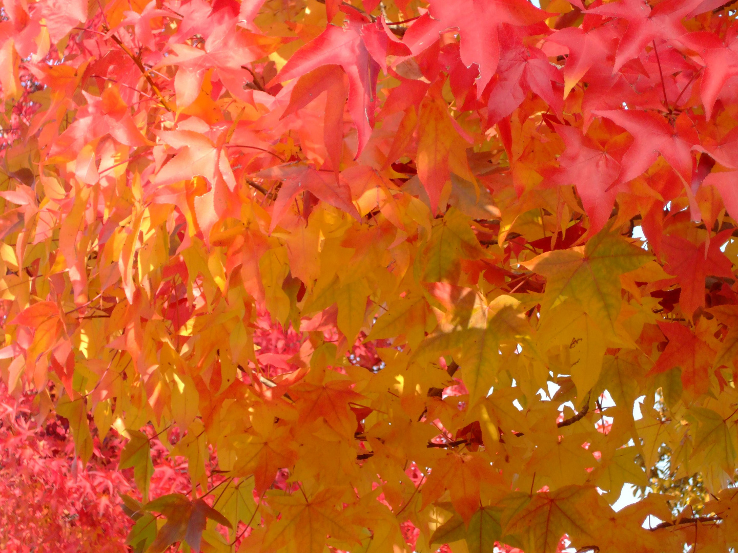 Colori d'autunno