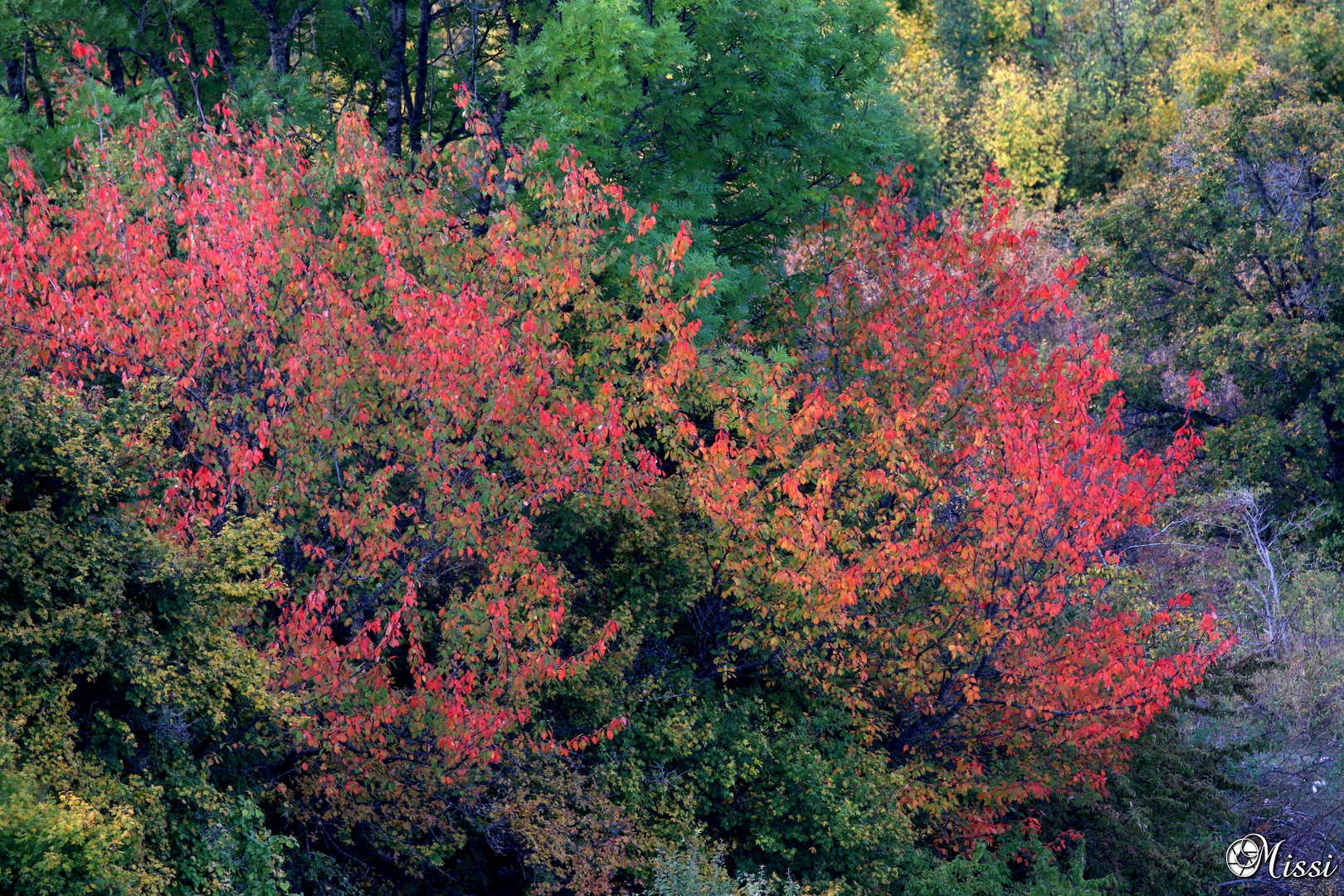 ... Colori d'Autunno!!!