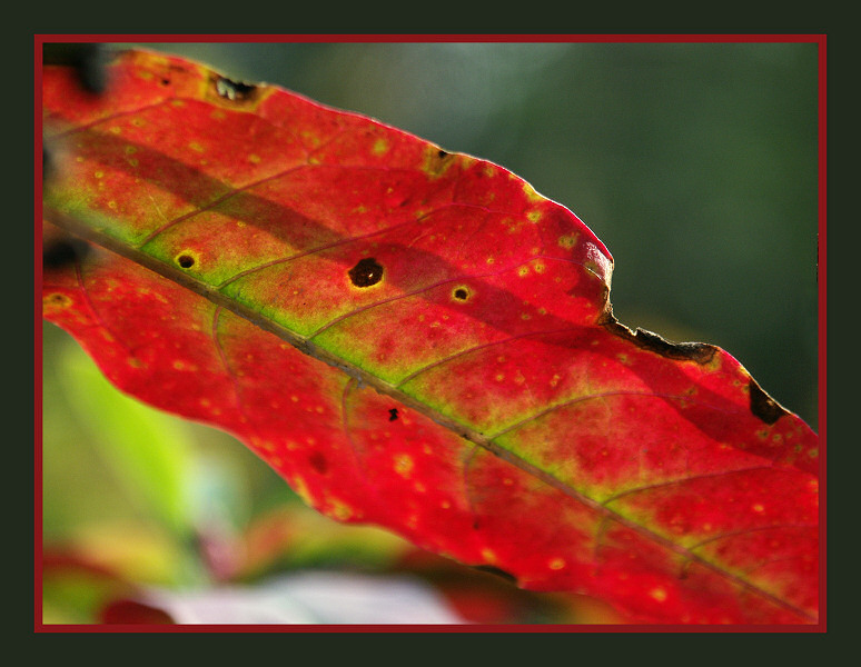 colori d'autunno