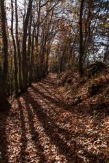 Colori d'autunno