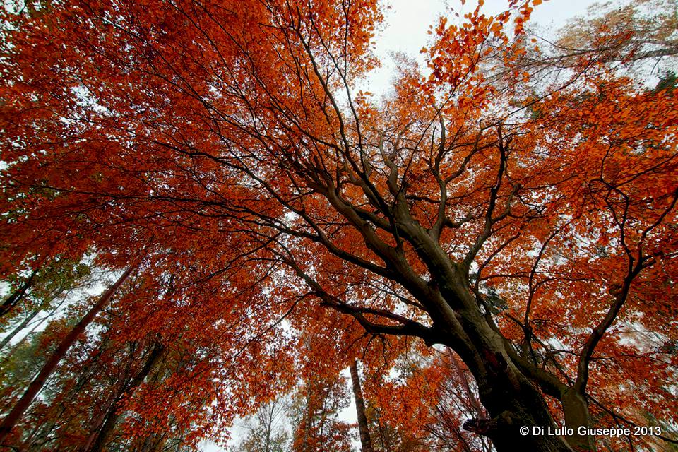 COLORI D'AUTUNNO