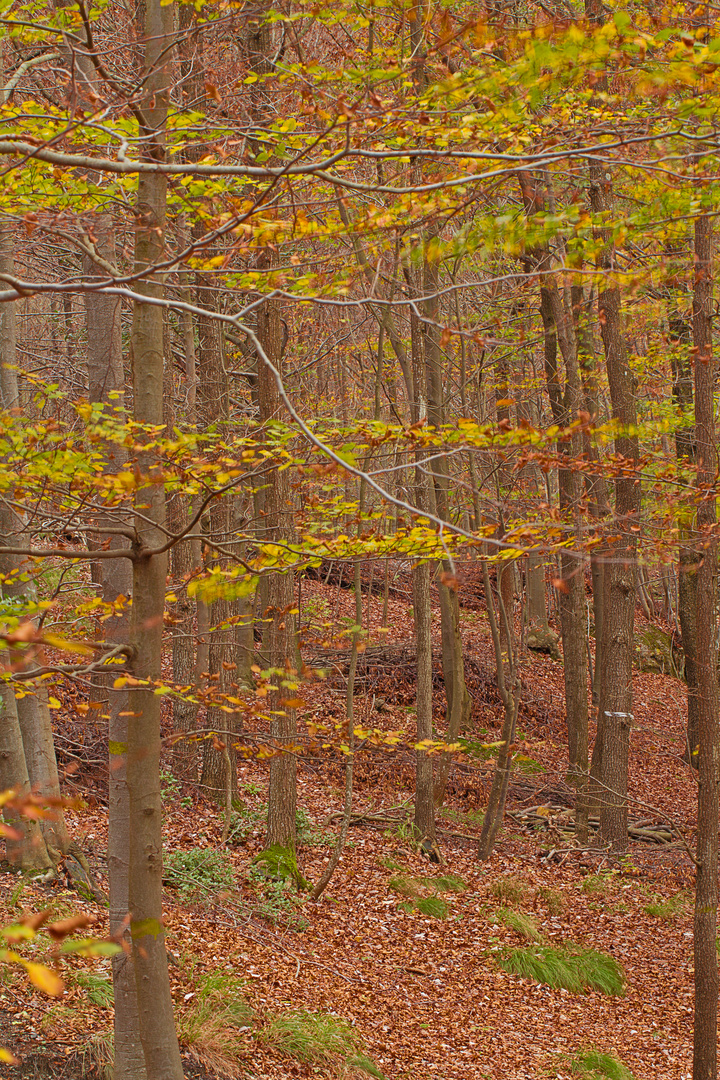 colori d'autunno