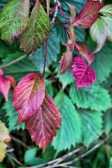 Colori D'Autunno