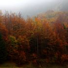 COLORI D'AUTUNNO