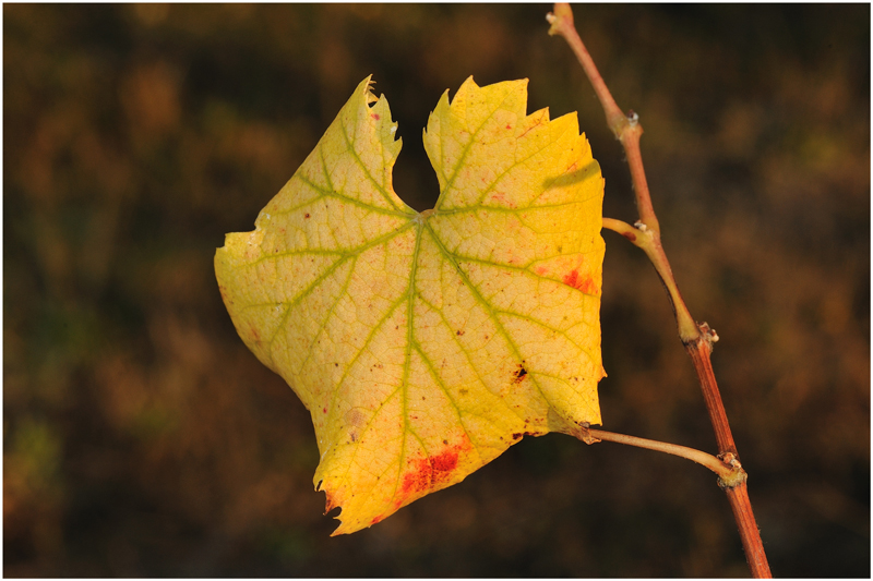 colori d'autunno