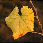 colori d'autunno