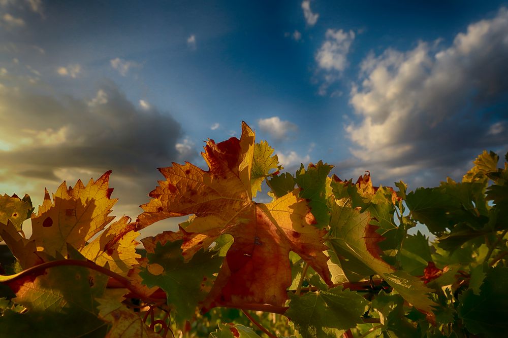 colori d'autunno